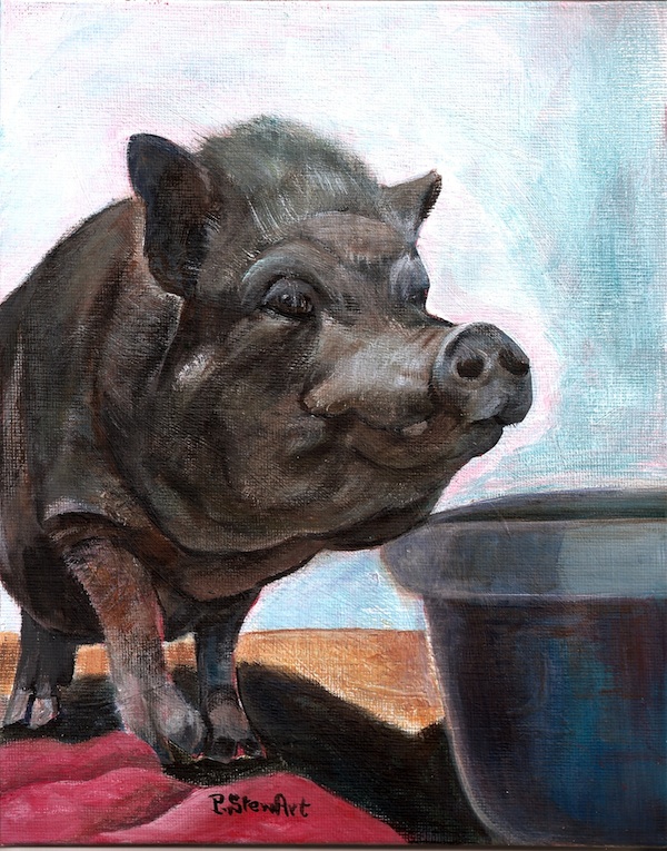 Nestor, a potbellied pig at Ironwood Pig Sanctuary